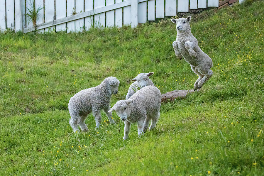 Playful Lambs II  Photograph by Rachel Morrison