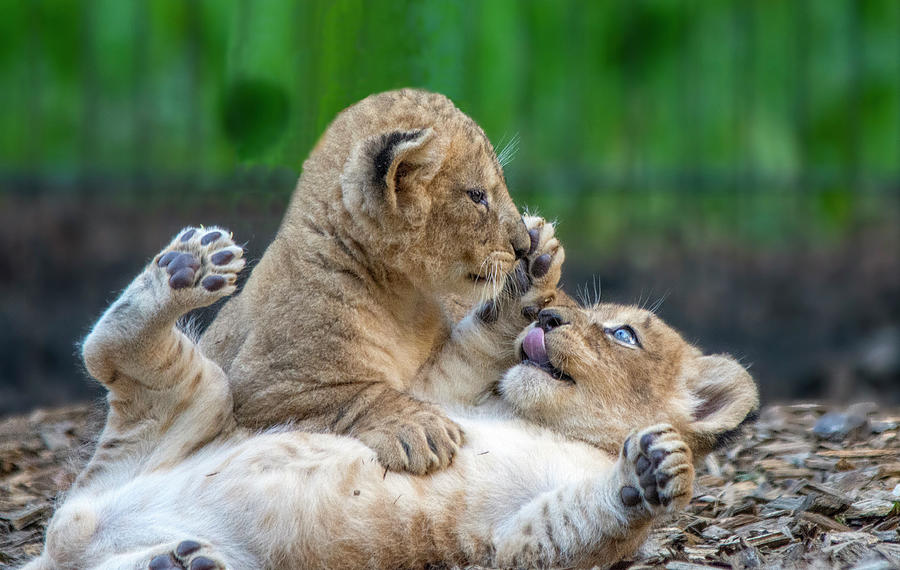 Playful Lion Cubs Photograph