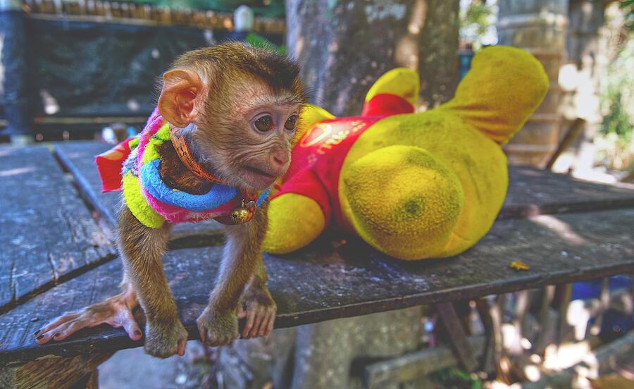 Playful Little Monkey In Another Whatever Animal Farm Photograph