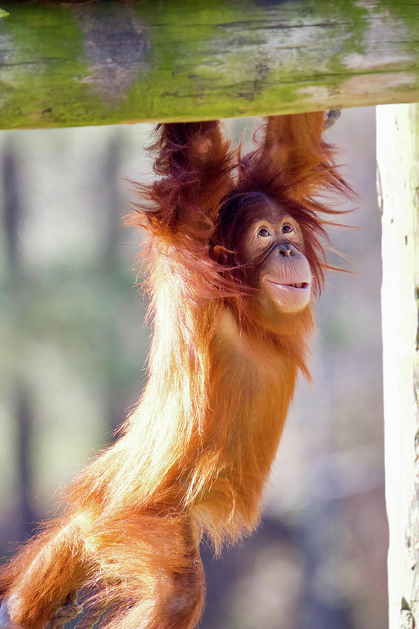Playful Orangutan Photograph by Rachel Morrison