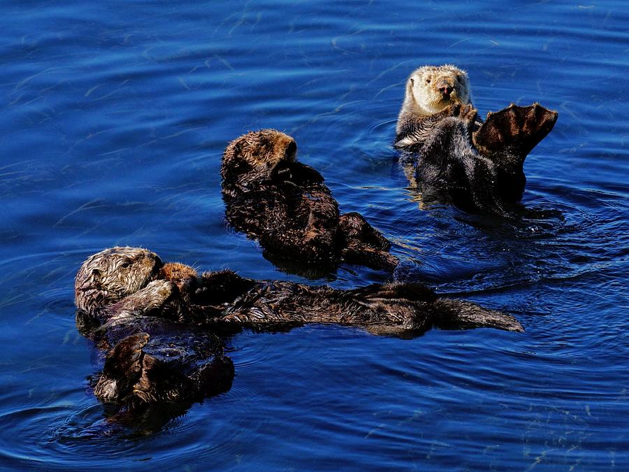 Playful Otters Photograph by Brett Harvey