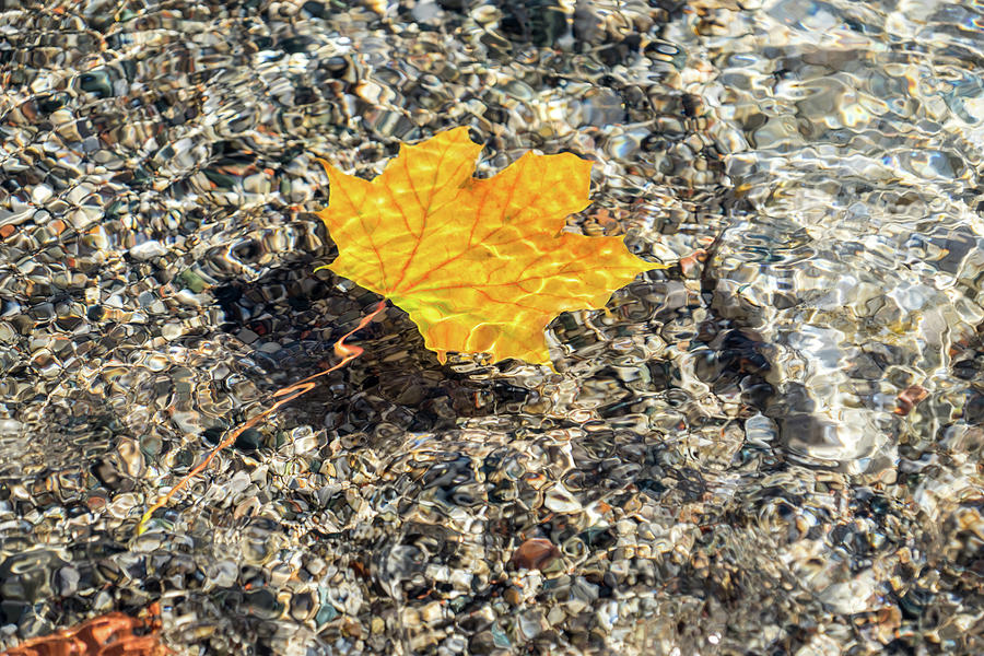 Playful Patterns - Golden Maple Leaf with Scarlet Veins Floating Underwater Photograph by Georgia Mizuleva