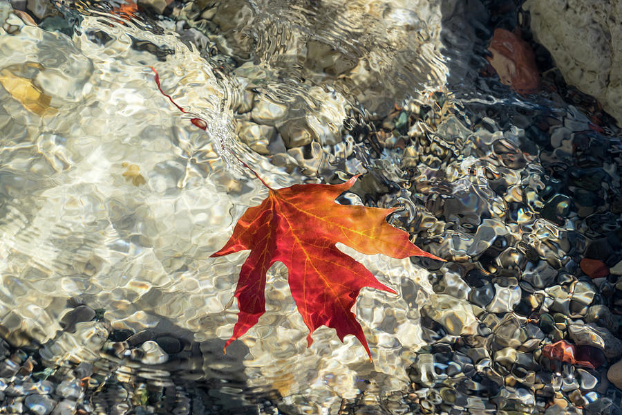Playful Patterns - Maple Leaf in Bold Orange and Vermilion Floating Underwater Photograph by Georgia Mizuleva