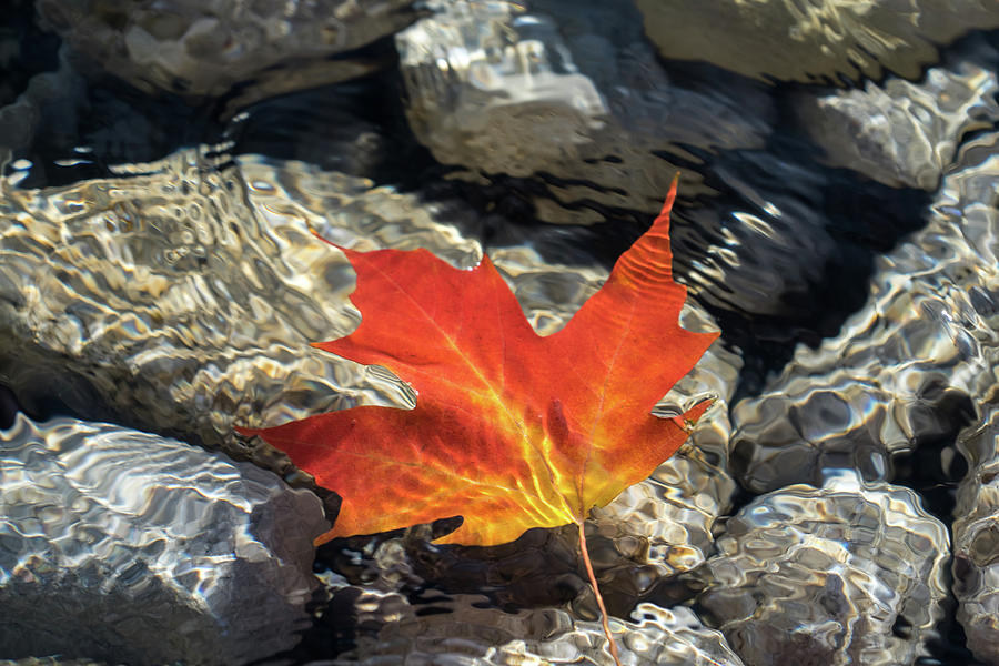 Submerged Photograph - Playful Patterns - Maple Leaf in Bold Vermilion and Orange Floating Underwater by Georgia Mizuleva