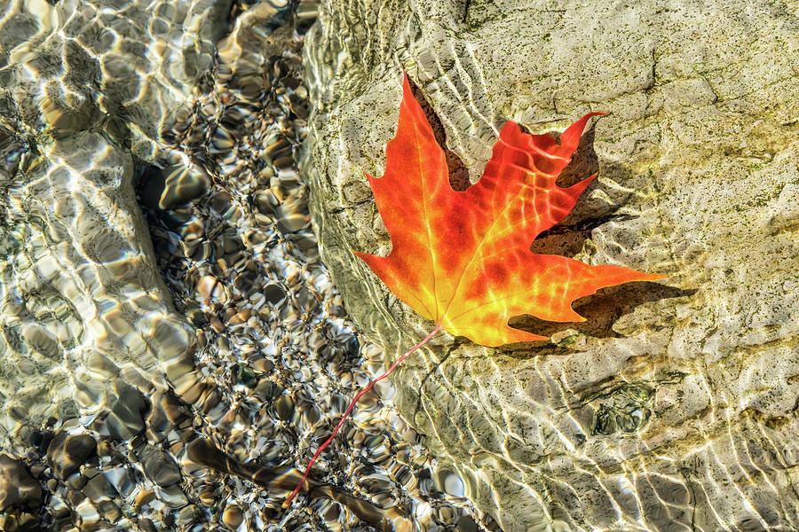 Playful Patterns - Maple Leaf in Bold Yellow Orange and Red Floating Underwater Photograph by Georgia Mizuleva