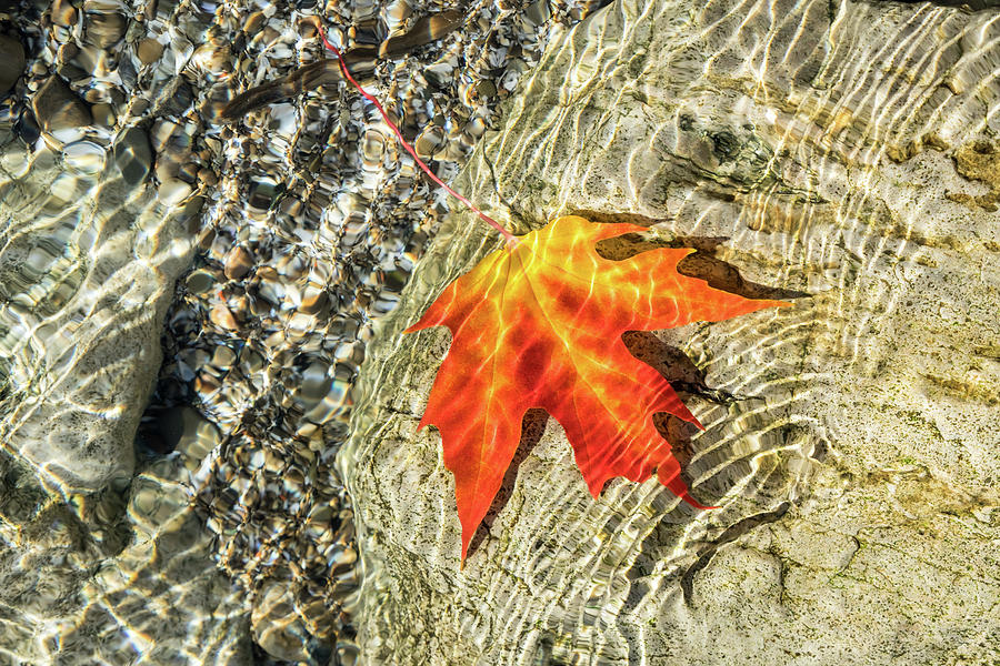 Playful Patterns - Maple Leaf in Bold Yellow Orange and Vermilion Floating Underwater Photograph by Georgia Mizuleva