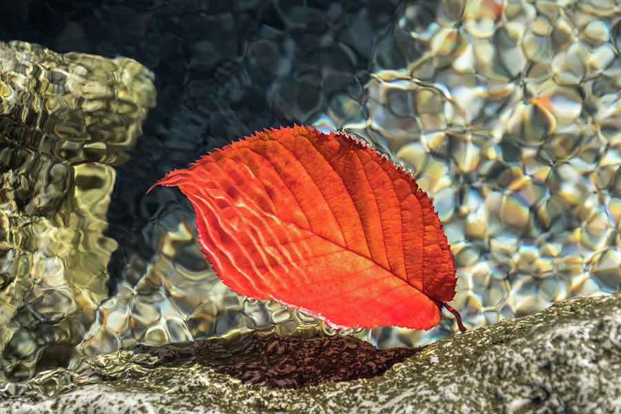 Playful Patterns - Vibrant Vermilion Cherry Leaf Floating Underwater Photograph by Georgia Mizuleva