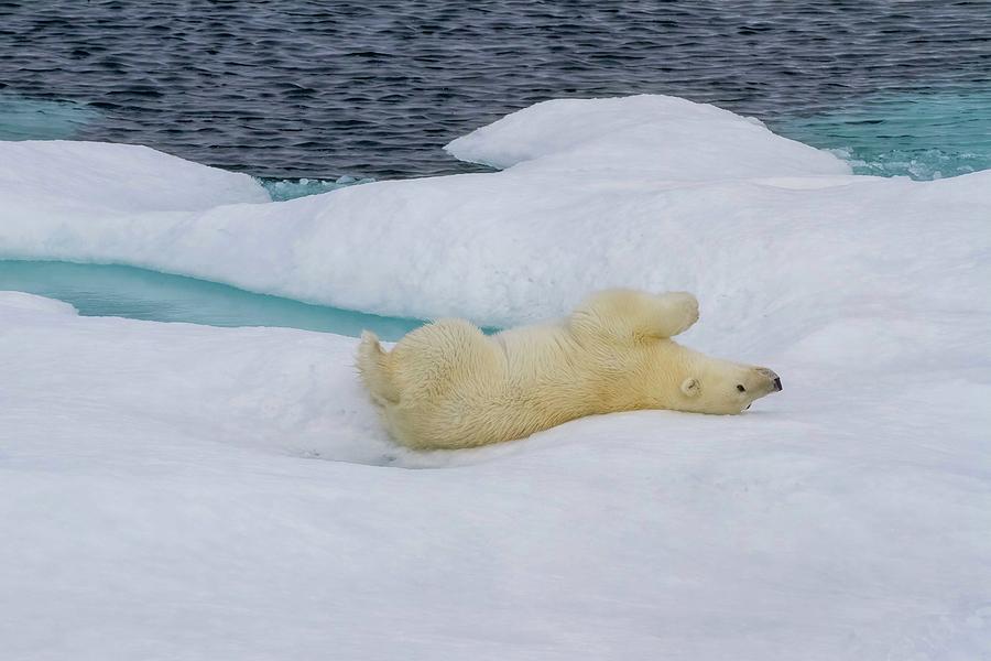 Playful polar bear resting Photograph by Karen Foley - Fine Art America