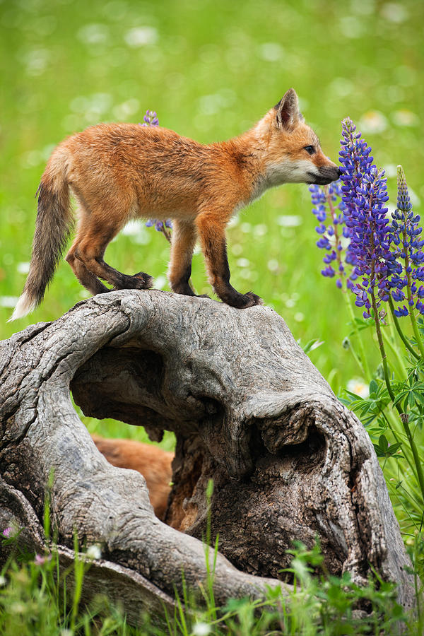 Playful red fox pup curiously smelling spring flowers. Photograph by Jimkruger