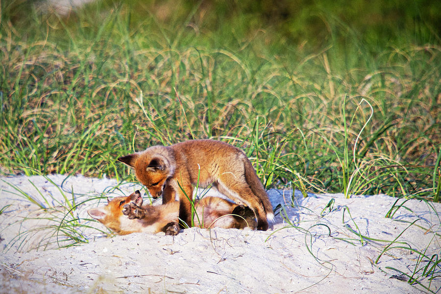 Playful Red Foxes on the Outer Banks Photograph by Bob Decker