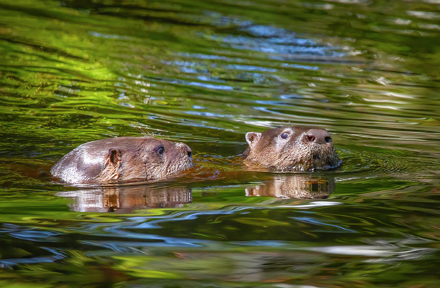 Playful River Otters Photograph by Mark Andrew Thomas