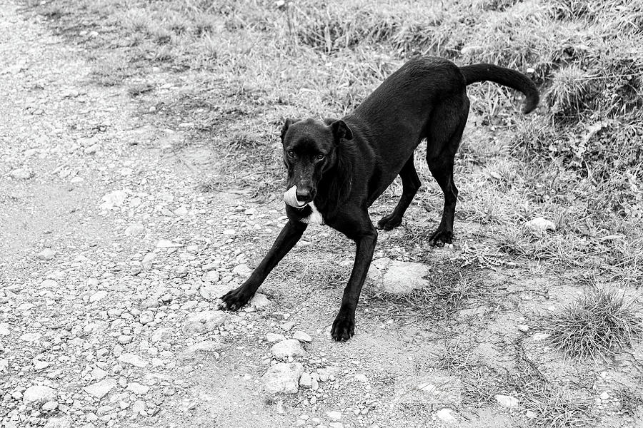 Playful Stray Photograph by Jordan Taylor-Reyes - Fine Art America