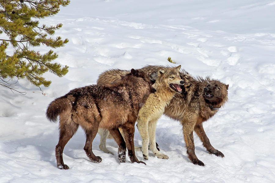 Playful Wapiti Wolves Photograph by Mark Miller