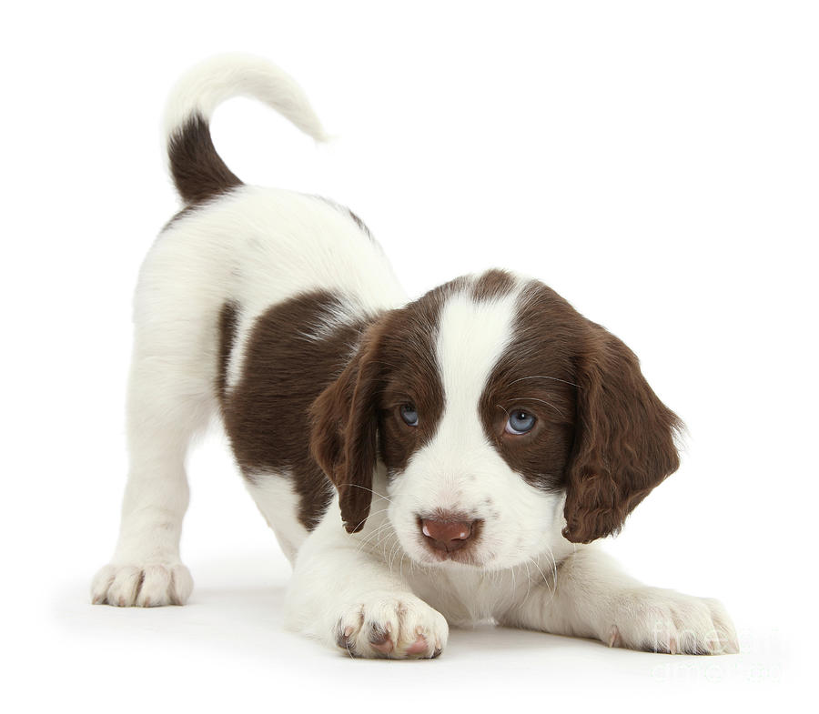 Playful Working English Springer Spaniel puppy Photograph by Warren Photographic