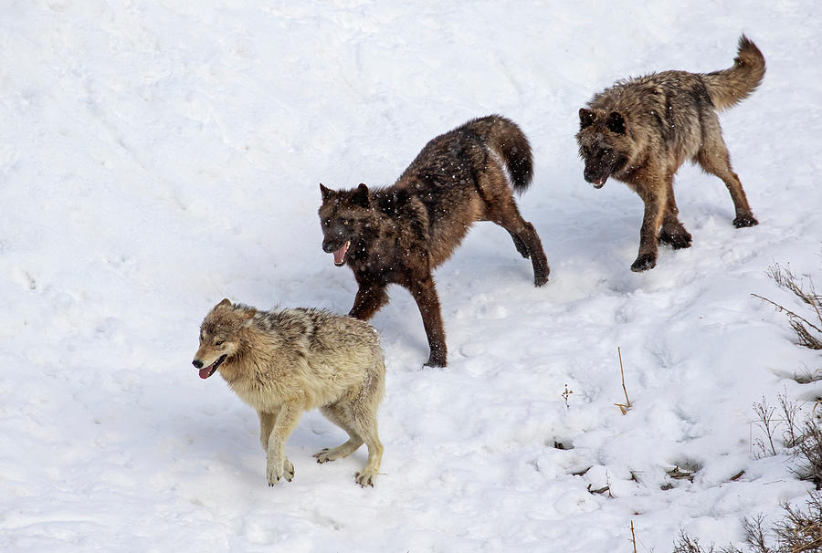 Playful Yellowstone Wolves Photograph by Mark Miller