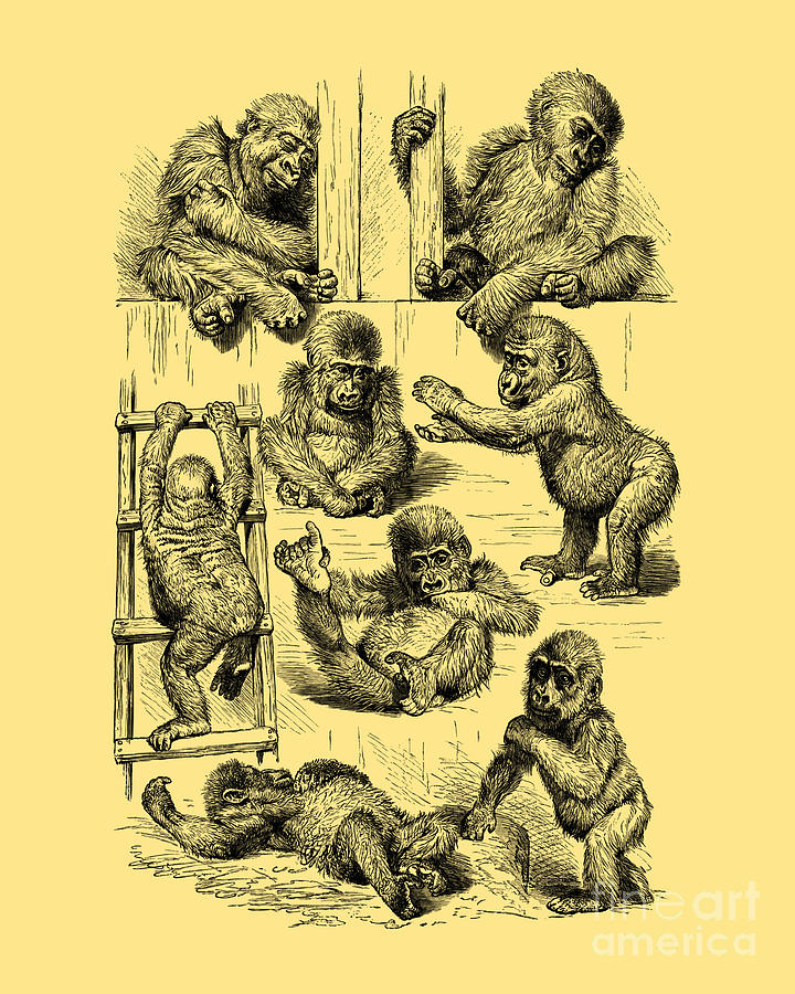 Monkey Digital Art - Playing baby gorillas by Madame Memento