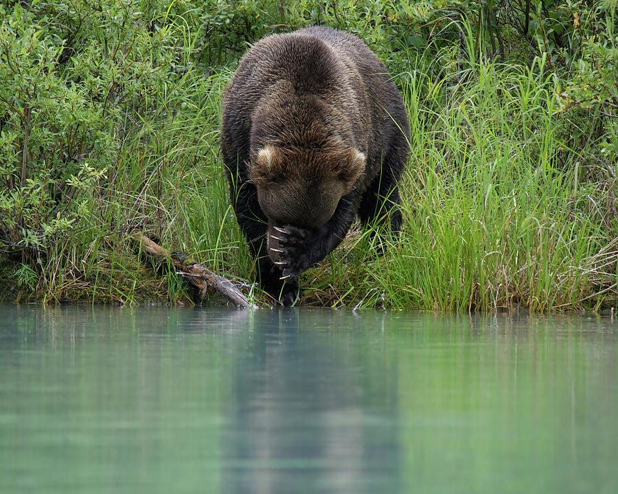 Alaskan Brown Bear Across Lake Photograph by Barbara Sophia Photography