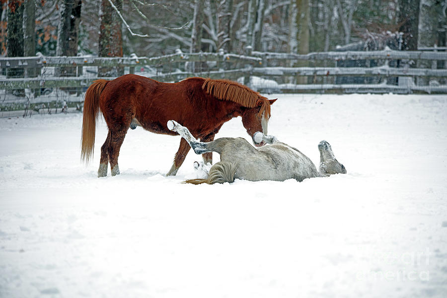 Playing In The Snow Photograph
