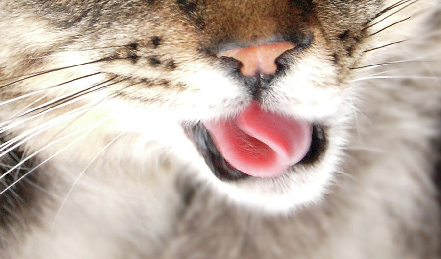 Playing kitten with tongue out Photograph by Shawna and Damien Richard ...