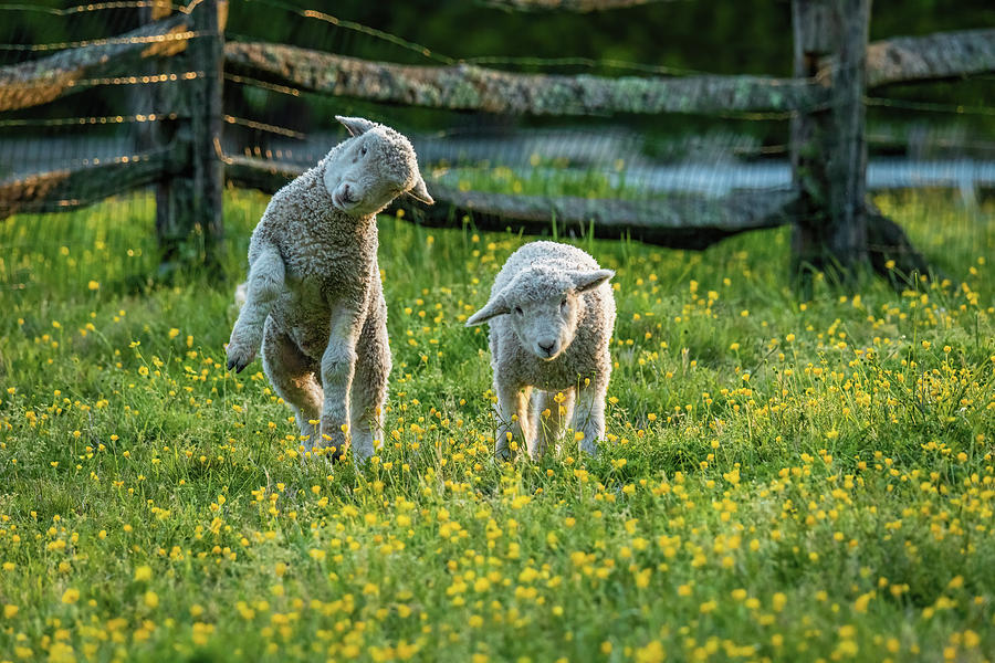 Playing Lambs In Wildflowers Photograph