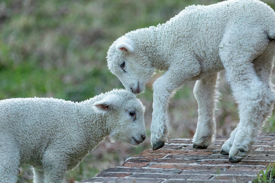 Playing Lambs Photograph by Rachel Morrison
