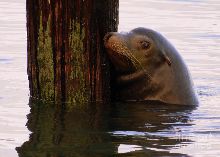 1949 Buchanan Sea Lions