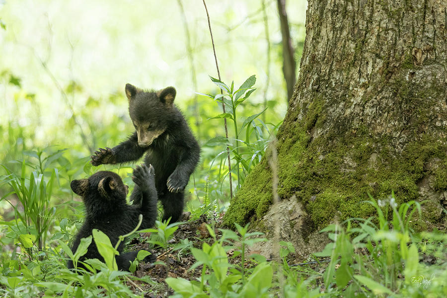 Playtime in the Forest Photograph by Everet Regal