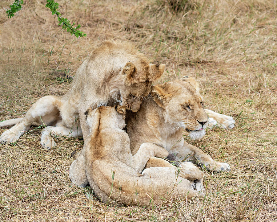 Playtime in the Lion Pride Photograph by Betty Eich