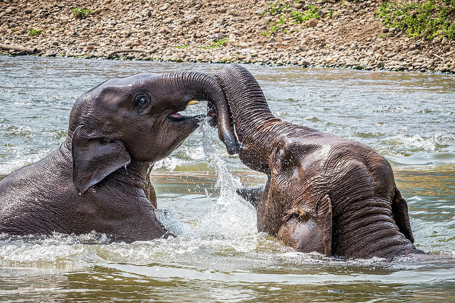 Elephant Photograph - Playtime by Marla Brown