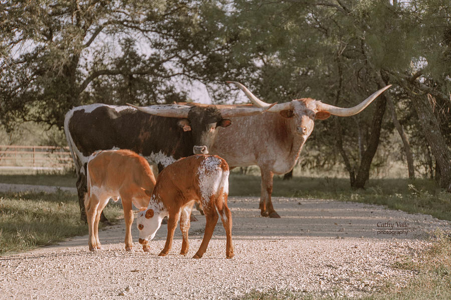 Playtime with Texas longhorns Photograph by Cathy Valle