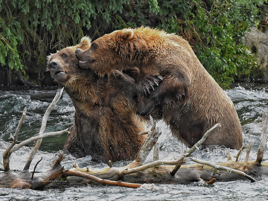 Please Photograph by Raymond Huddleston - Fine Art America