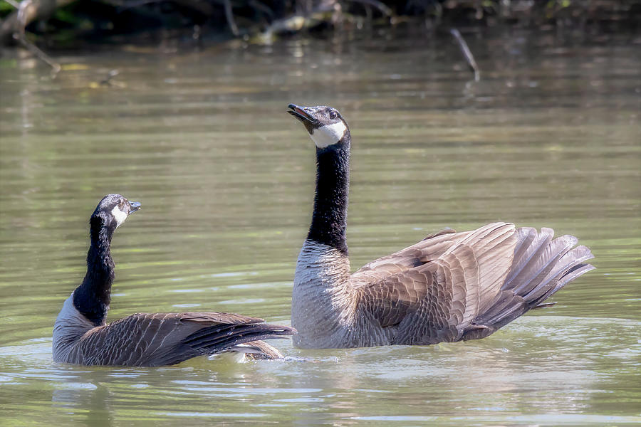 Pleased as Punch - Canada Geese Mating Behavior Photograph by Susan Rissi Tregoning