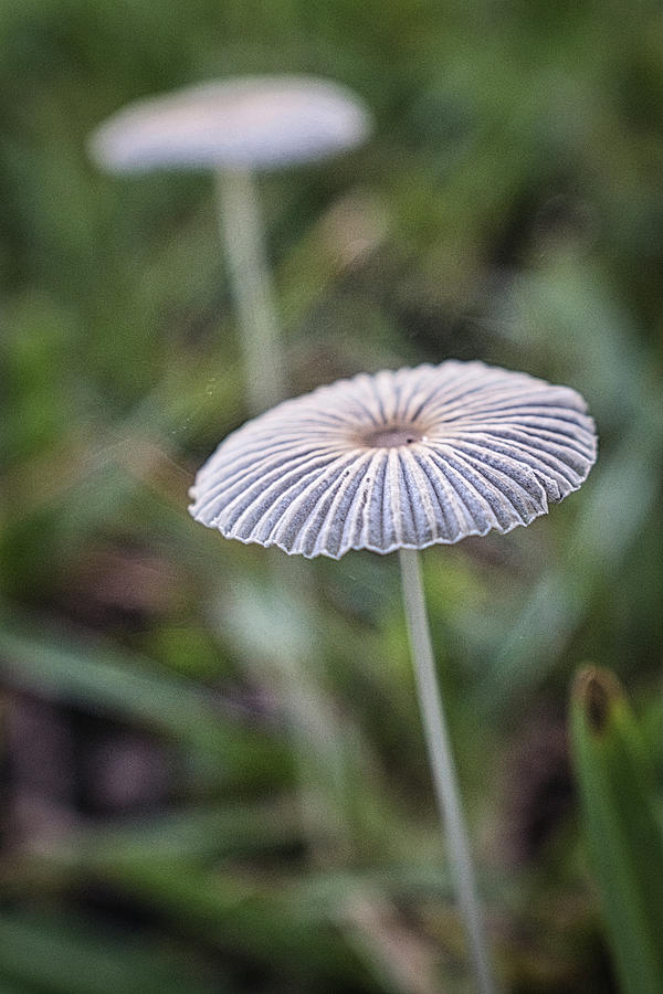 Pleated Inkcap Mushroom Photograph by Portia Olaughlin