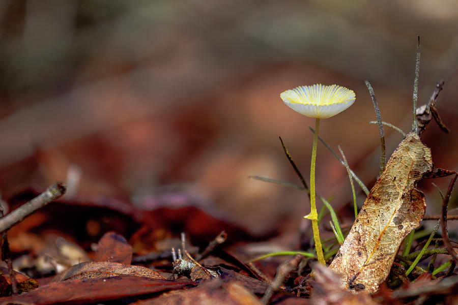 Pleated Inkcap Photograph by W Chris Fooshee