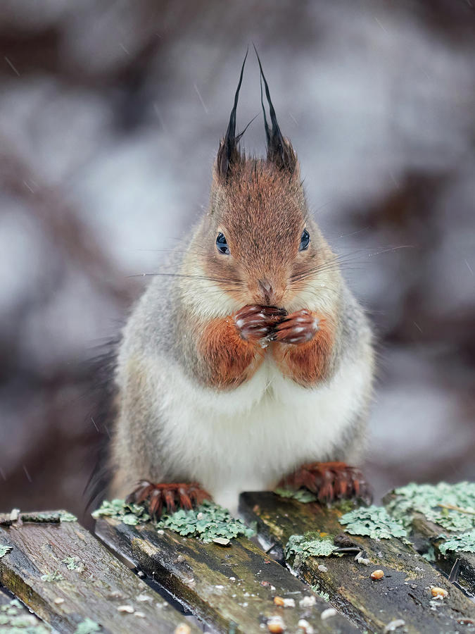 Please. Red squirrel Photograph by Jouko Lehto