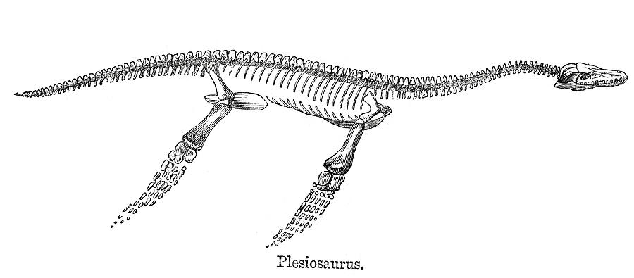 Plesiosaurus Drawing by Duncan1890