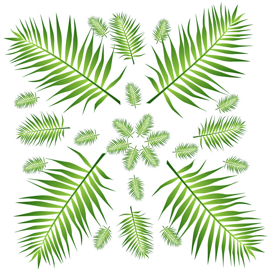 Plethora of Palm Leaves on a White Background Digital Art by Ali Baucom