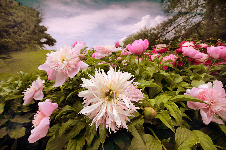Plethora of Peonies Photograph by Jessica Jenney
