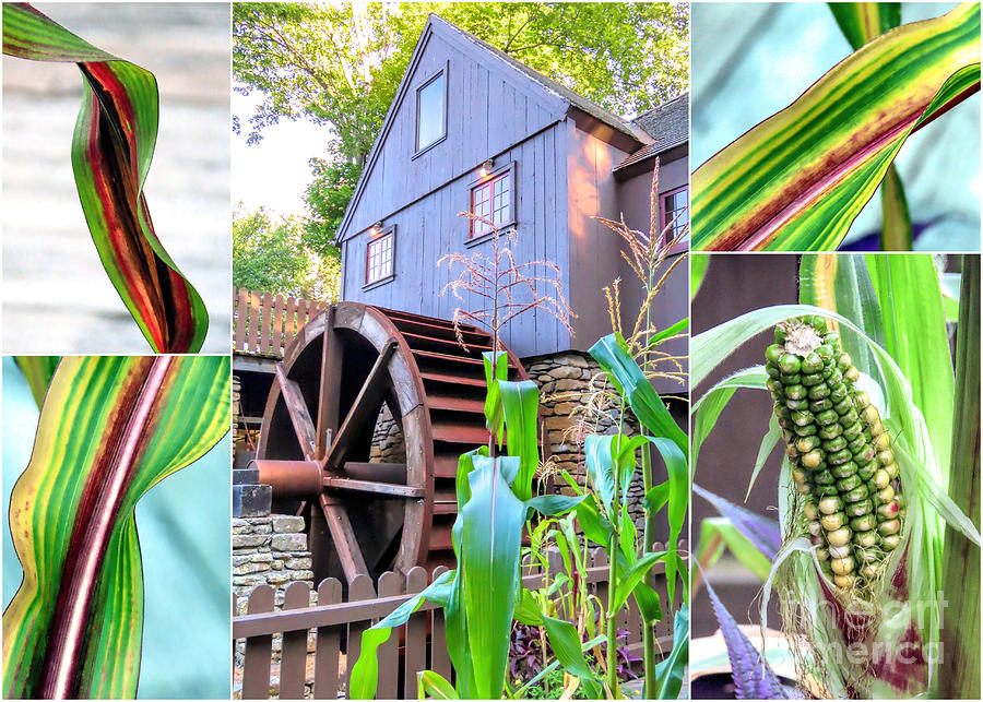 Plimoth Grist Mill corn collage Photograph by Janice Drew