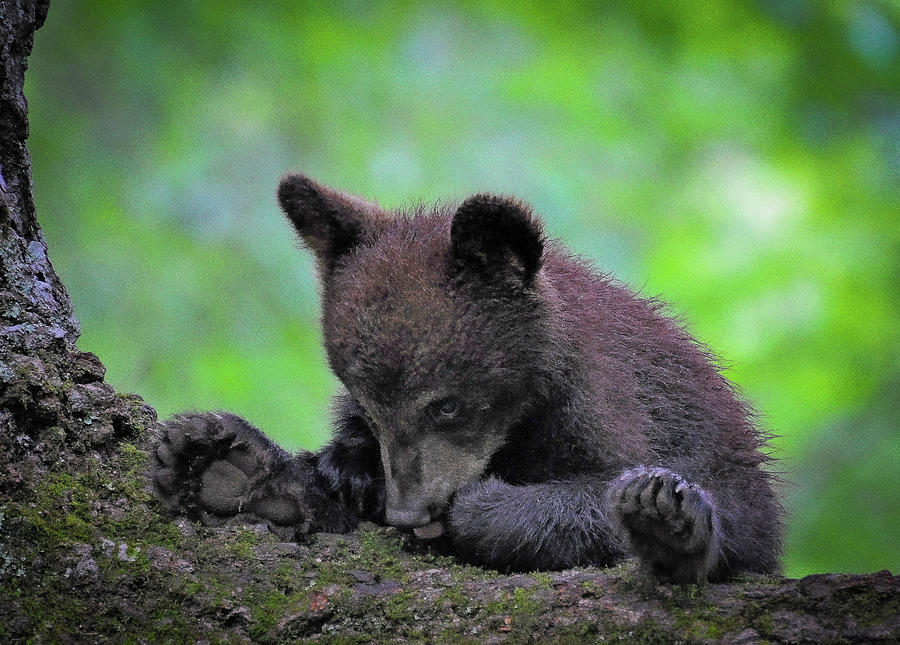 Plop Photograph by Rick Kratz - Fine Art America