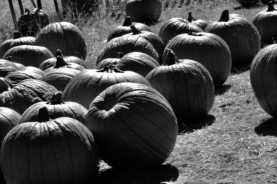 Plot Of Pumpkins Photograph