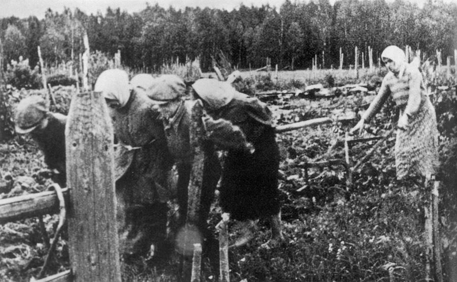 Ploughing without horse or machines in World War II, 1943 Photograph by Tass Ploughing without horse or machines in World War II, 1943 Photograph by Tass