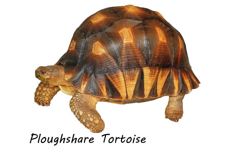 Ploughshare Tortoise Labeled Mug Photograph by Michael Redmer - Fine ...