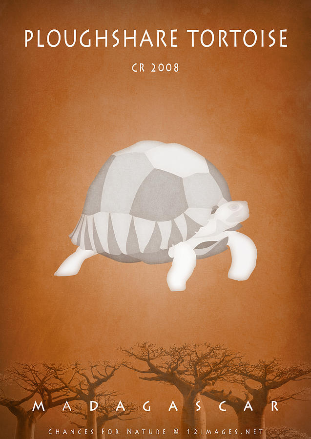 Ploughshare tortoise Digital Art by Moira Risen