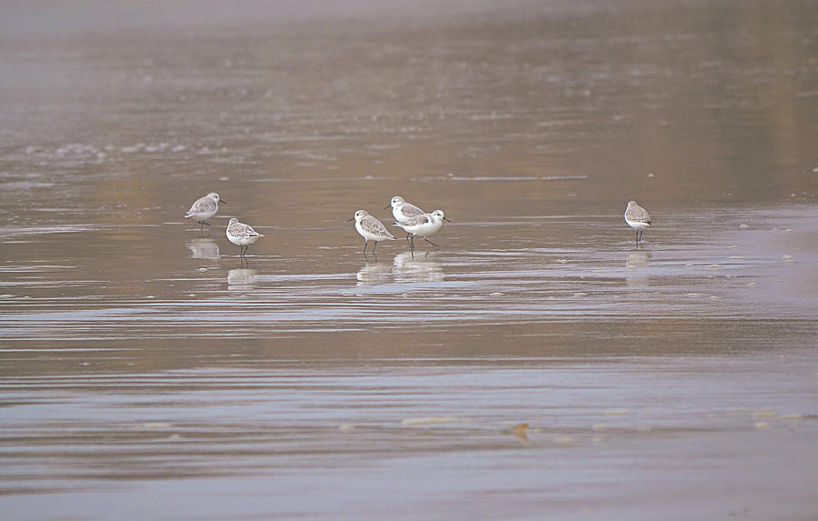 Plover Birds Checking Out The Seashore Photograph