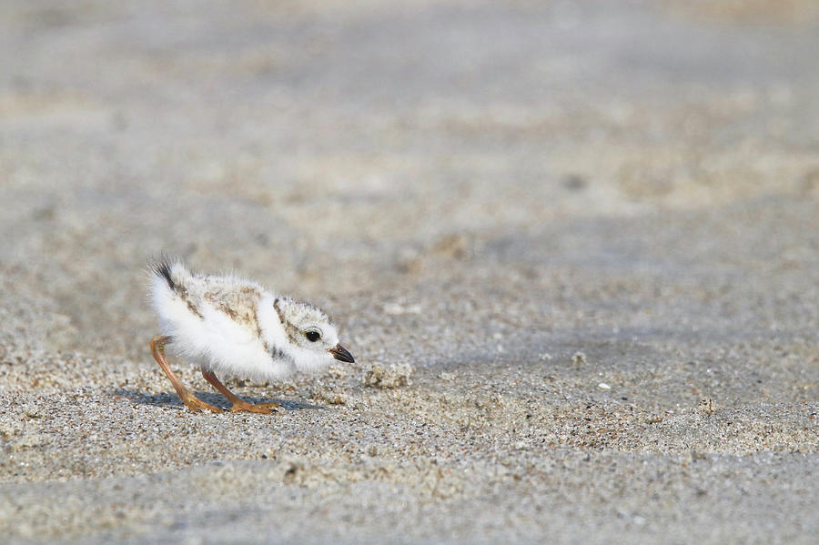 Plover Chick Photograph by Sue Feldberg - Fine Art America