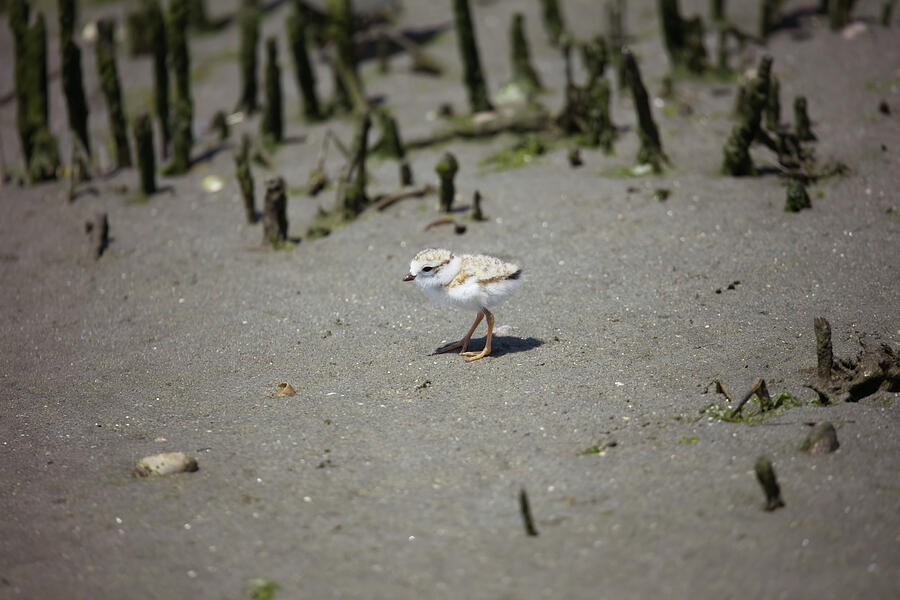 Nature Photograph - Plover Chick by Unbridled Discoveries Photography LLC