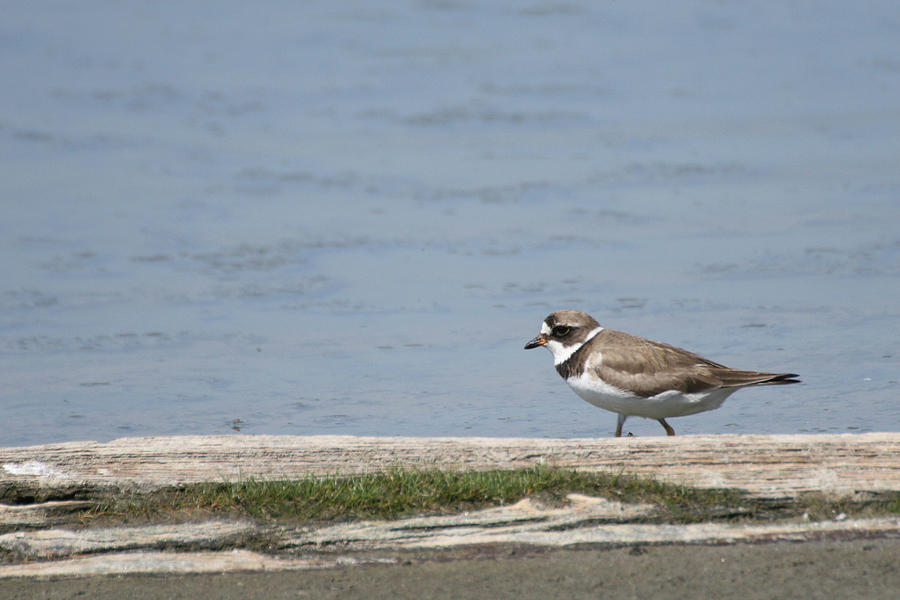 Plover Photograph by Laurie Lago Rispoli