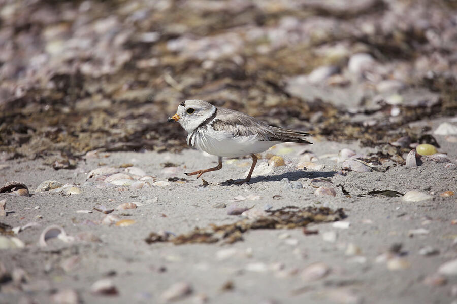 Shell Photograph - Plover on the Beach by Unbridled Discoveries Photography LLC