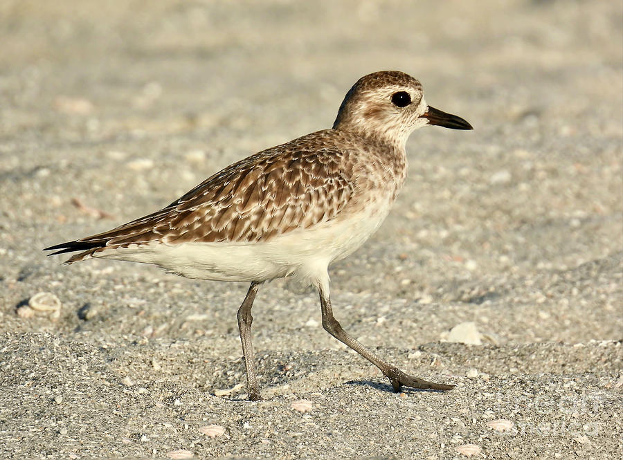 Plover Patrol Photograph by Beth Myer Photography